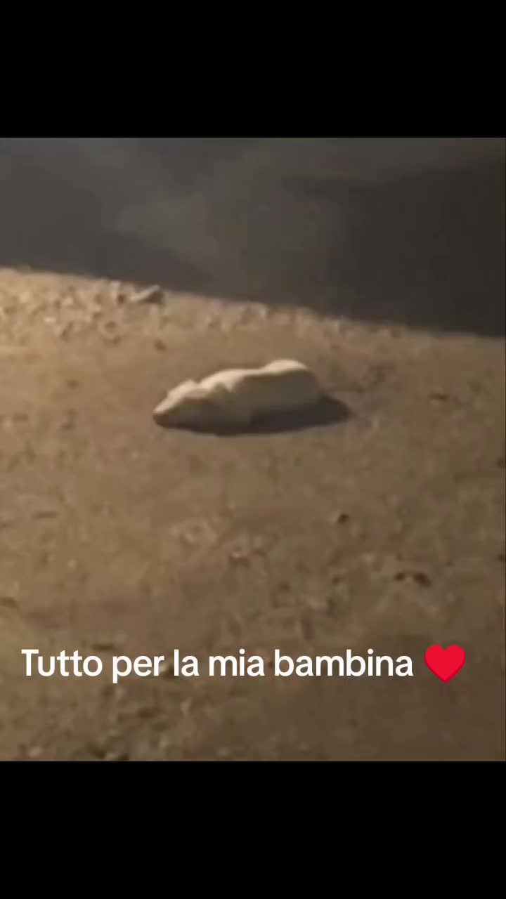 @cuore.animale