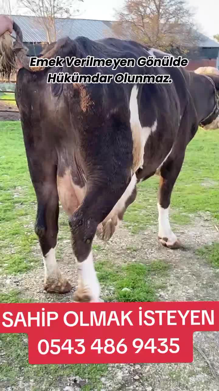 @B&Uuml;Y&Uuml;KBAŞ HAYVANCILIK