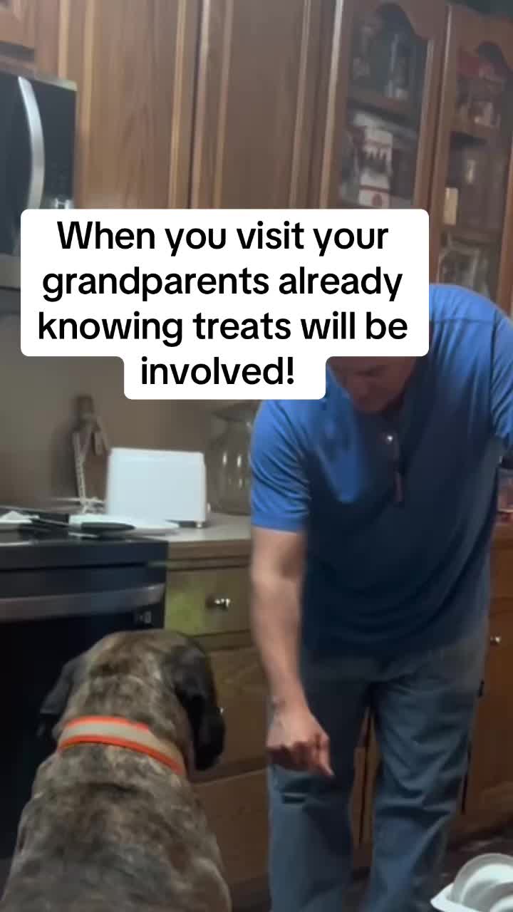 @HULK the mastiff