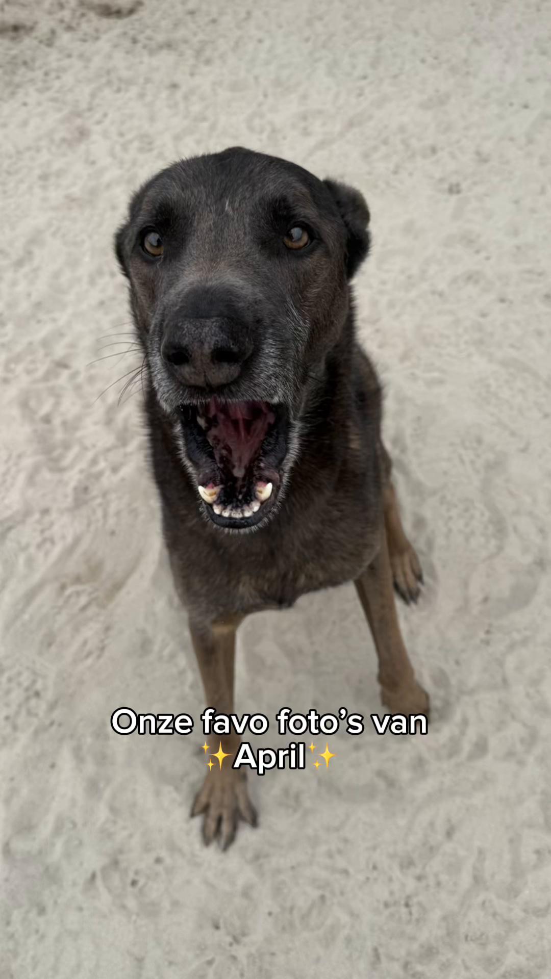 @HuisdierenhotelDeHeggeWeert