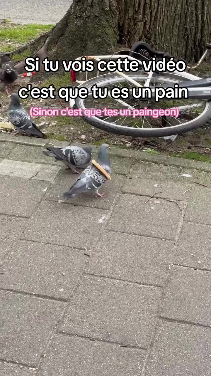 @FouRireAnimal