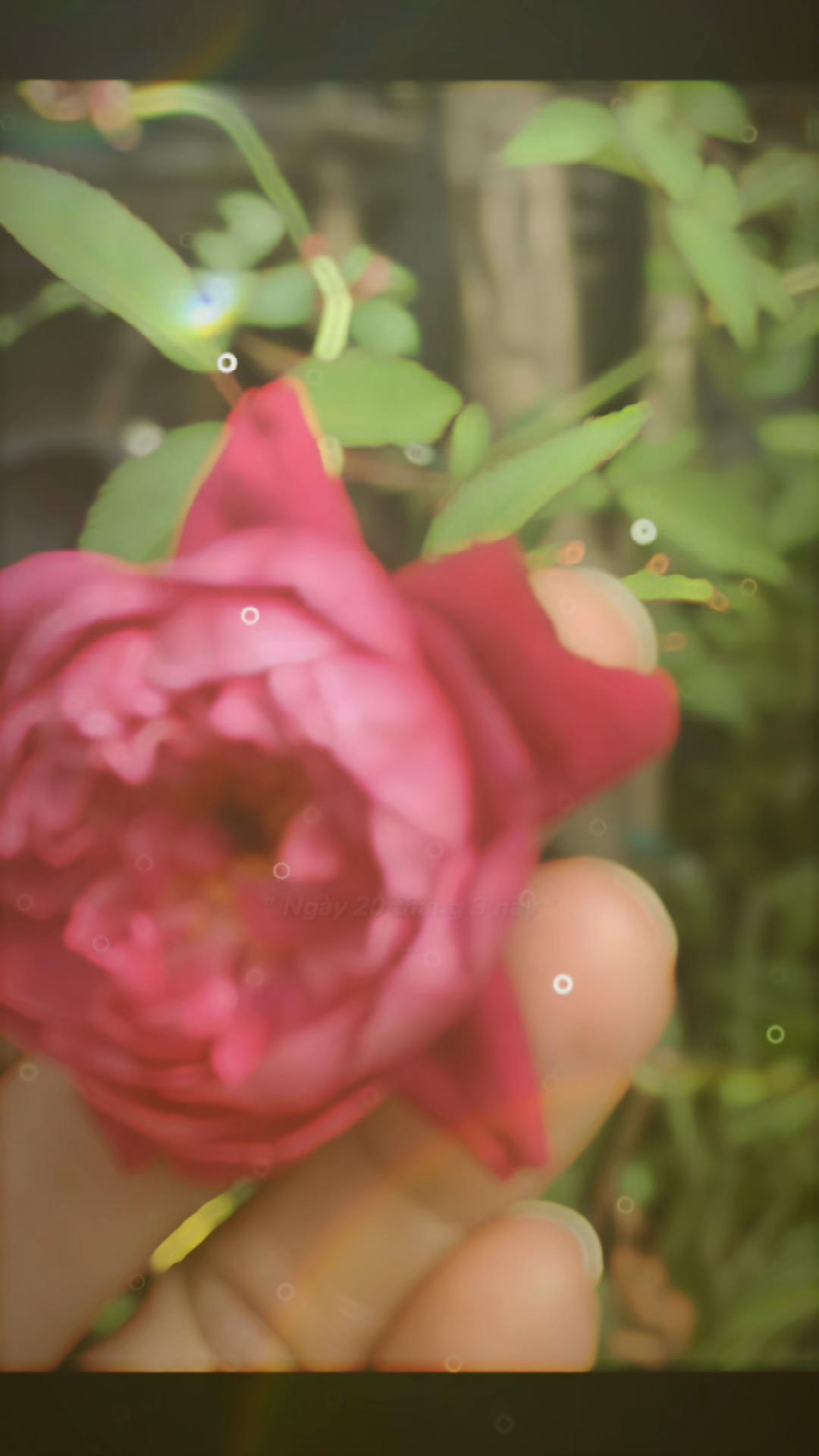 @nu_hoang_nuoc_mat_98bg