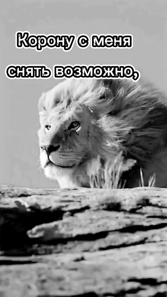 @๐ ๐ฆ KING LION๐ฆ๐