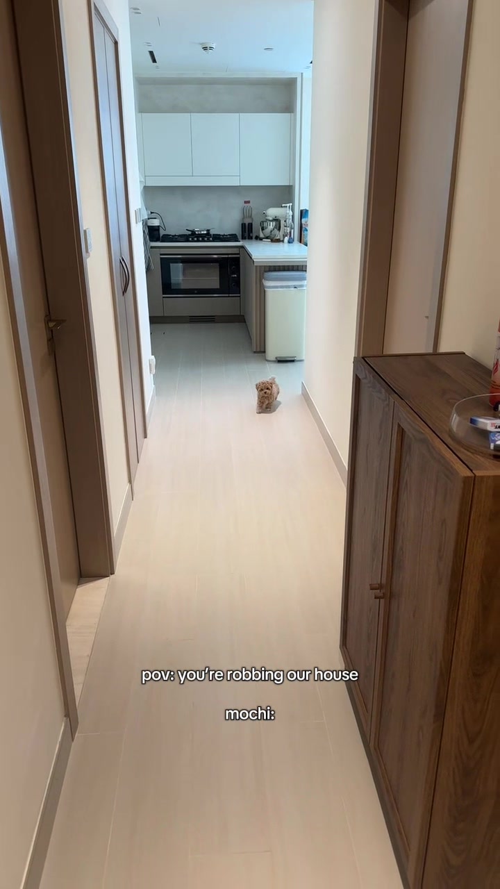 @Mochi the Maltipoo 🐻