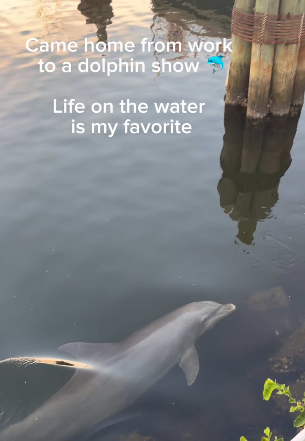 @Sailing the Pawsibilities