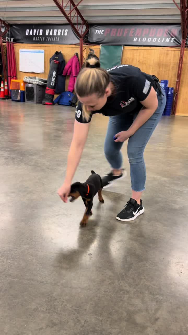@Protection Dog Sales