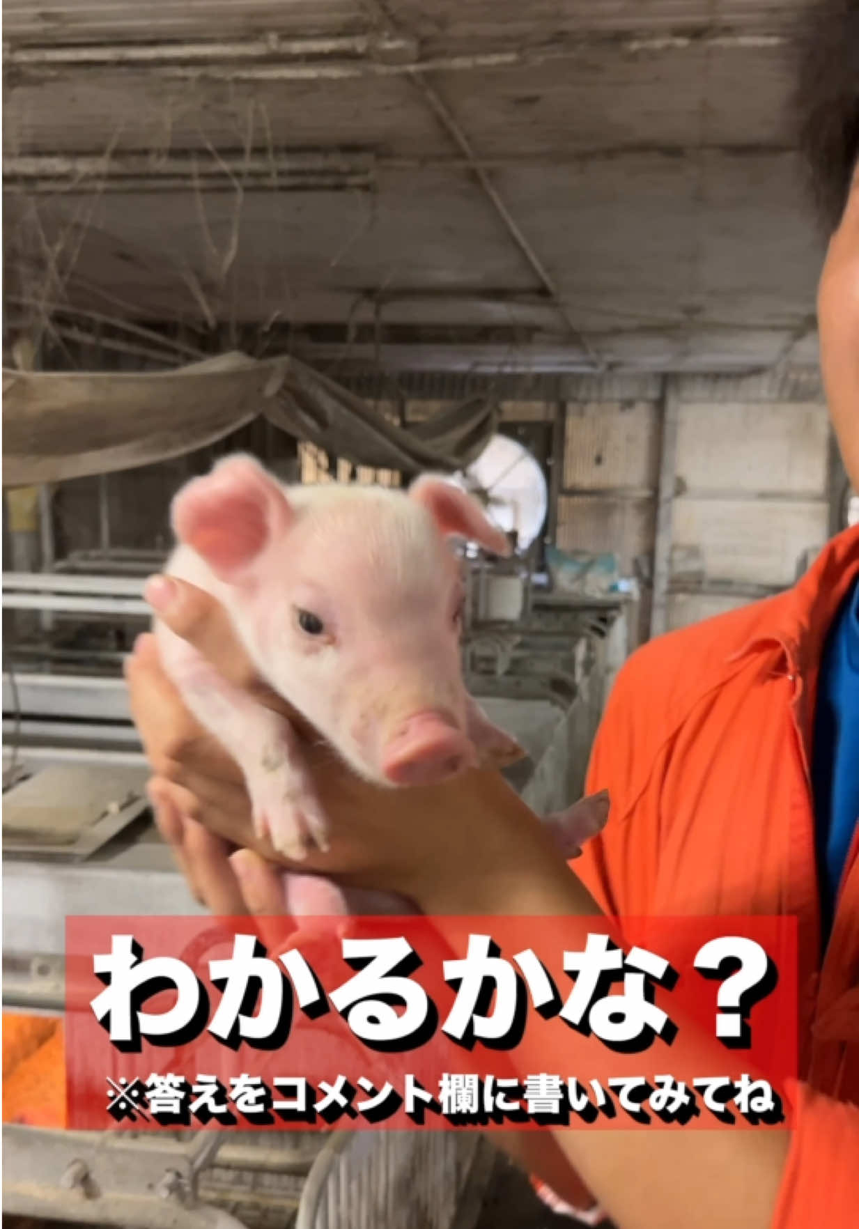 @小野友也ブタのお兄さん『命の恵』