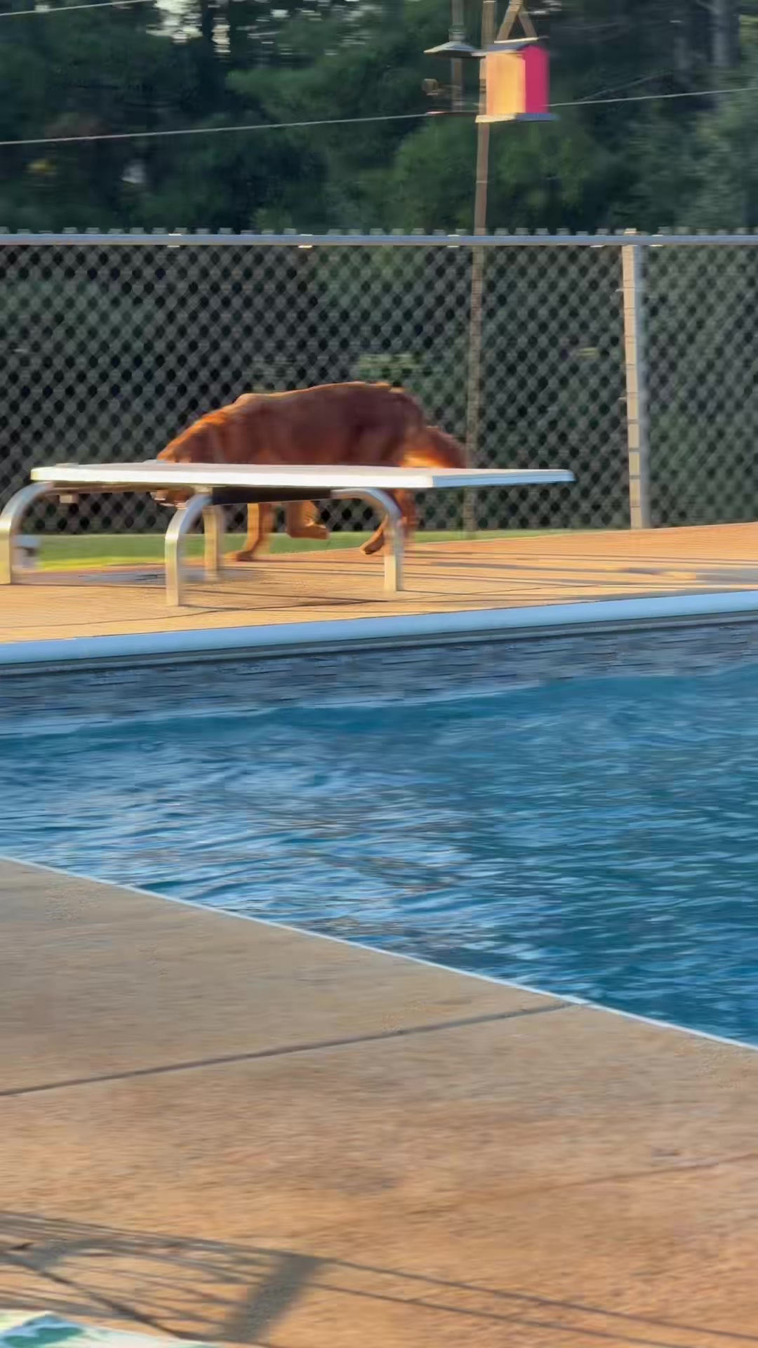 @RhondasRetrievers