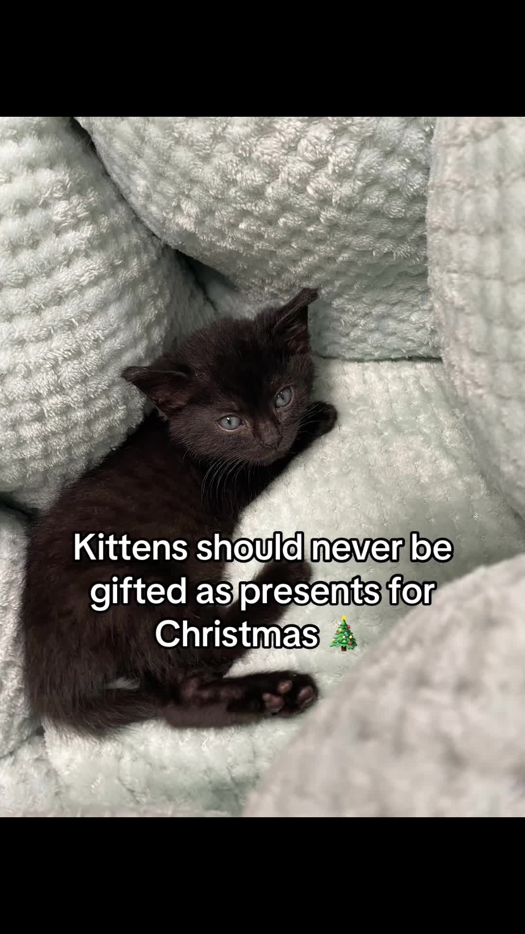 @Kovu&rsquo;s Kitties