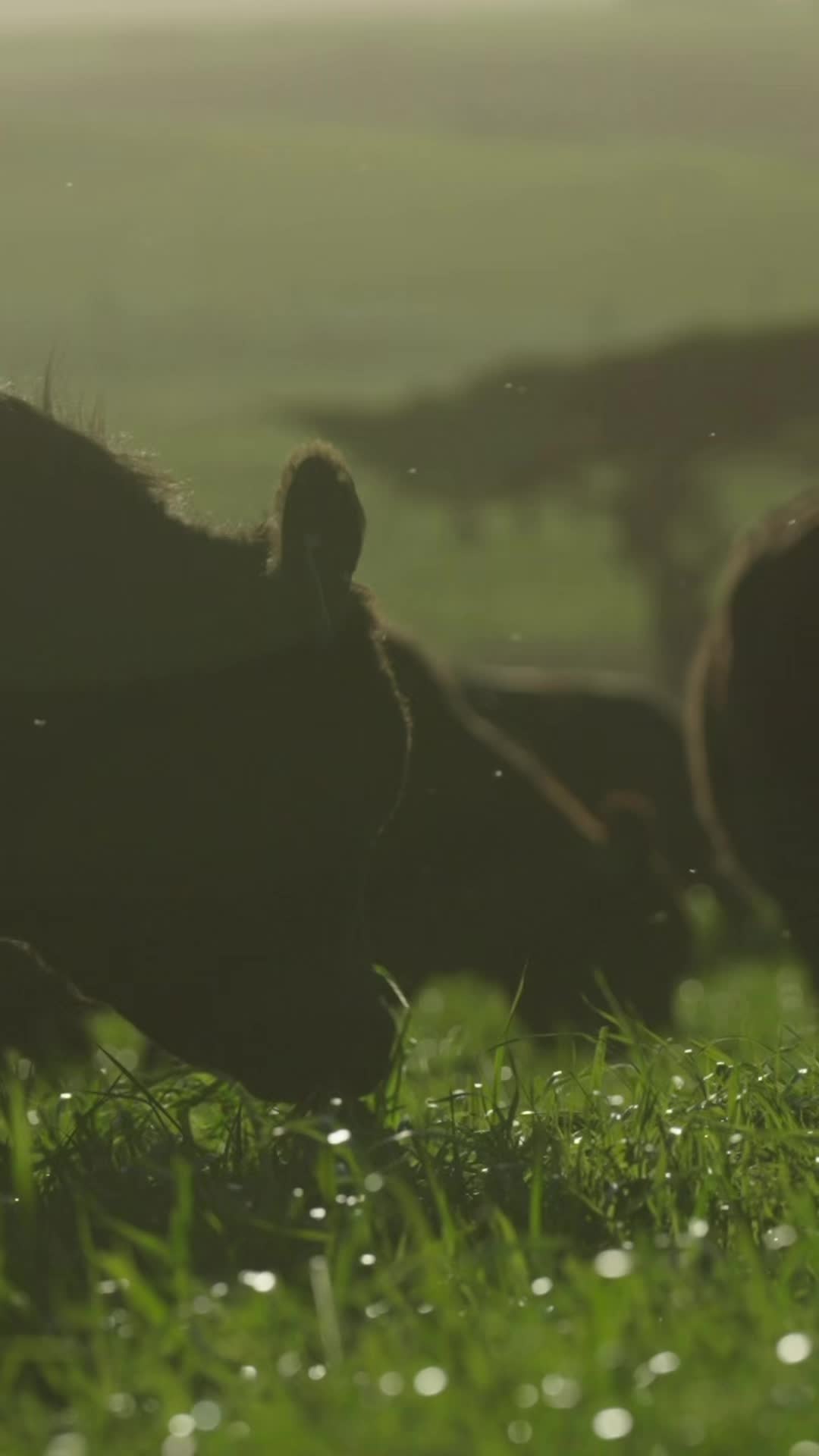 @Stemple Creek Ranch