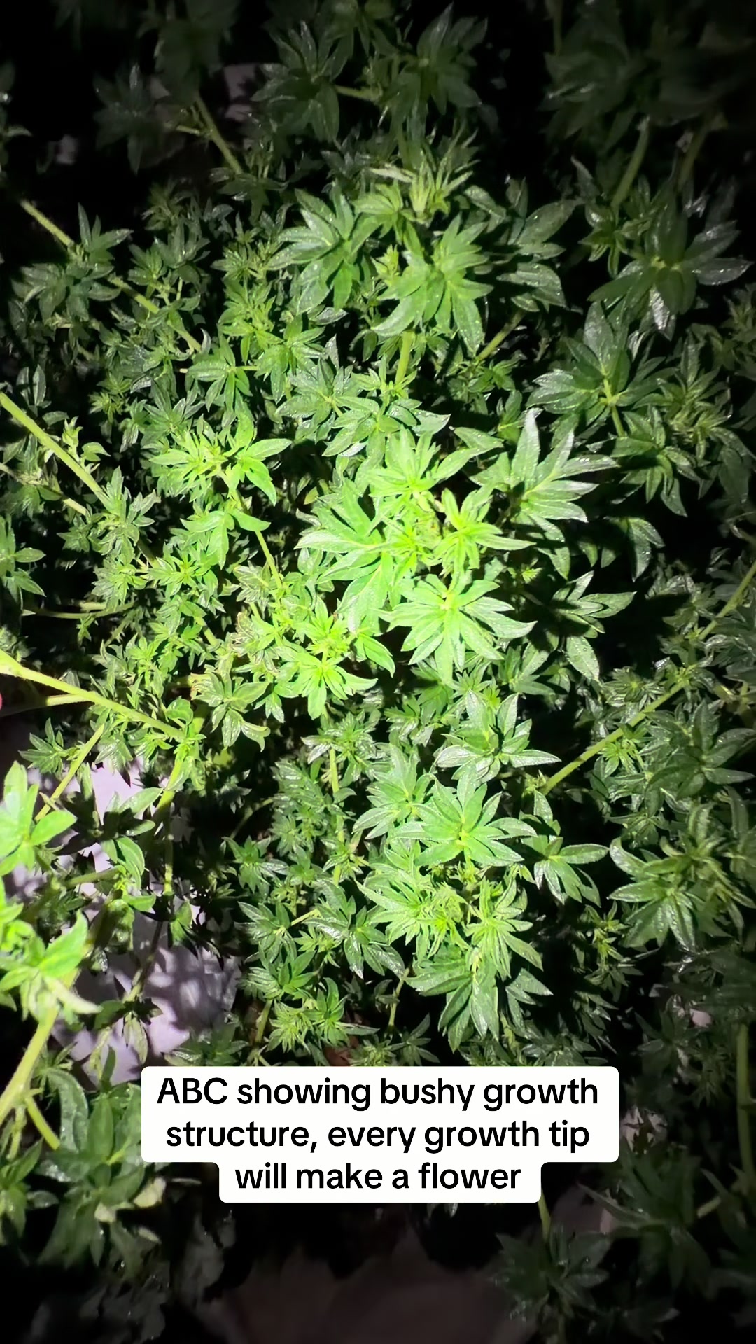@SEEDTIVA