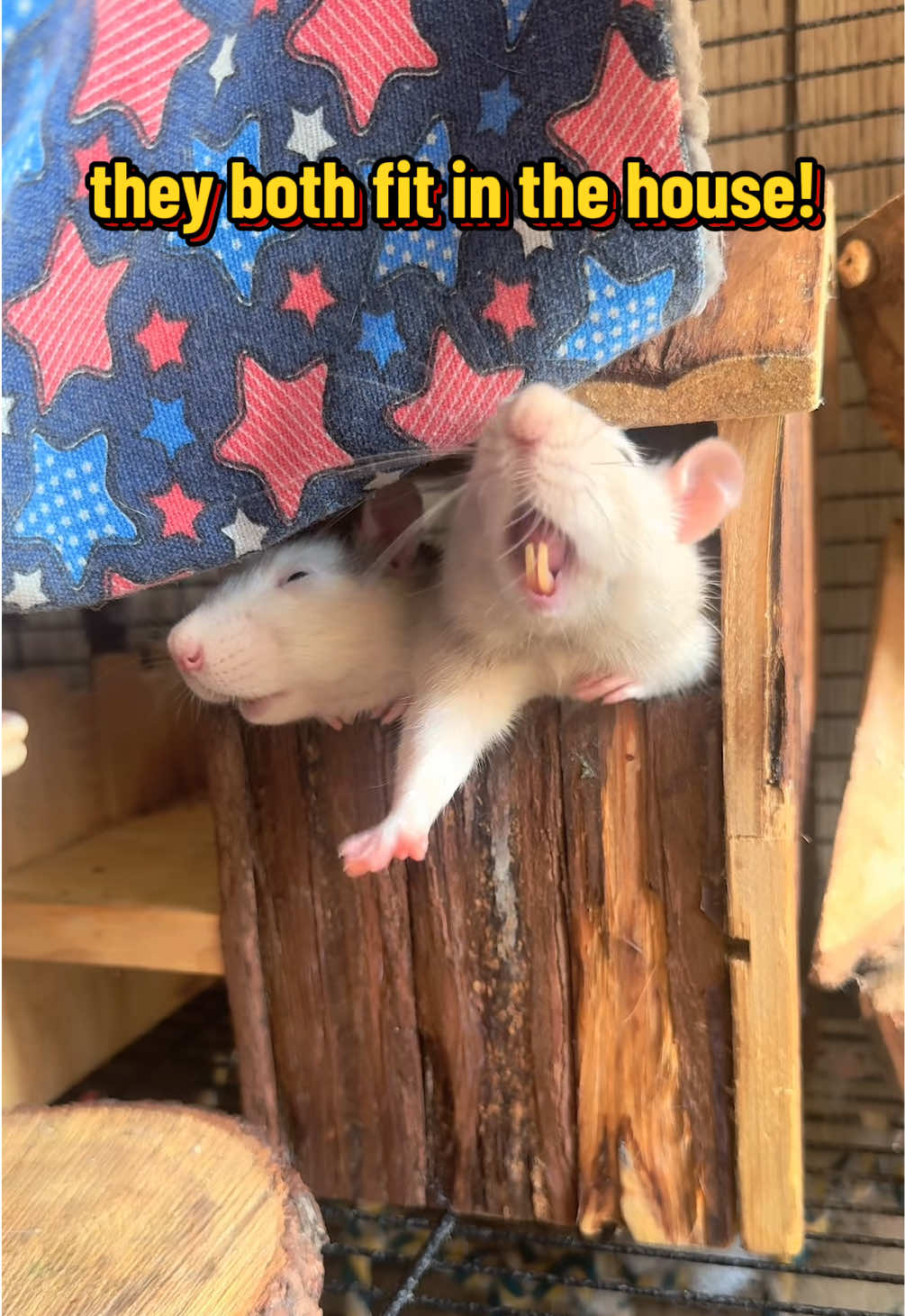 @lookatmyrodents