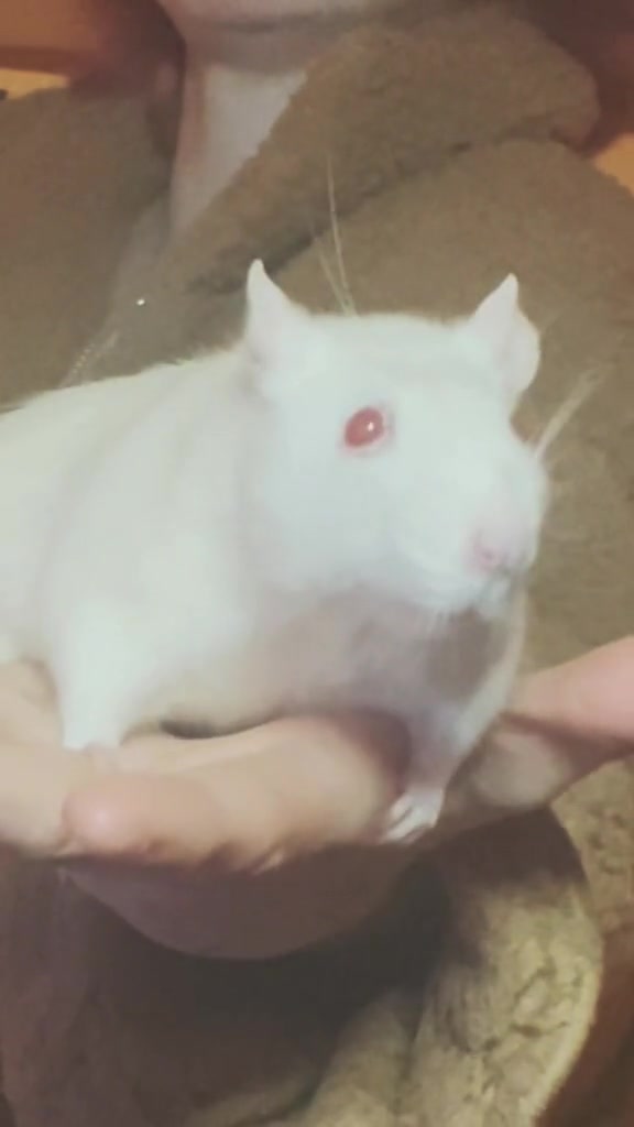 @rat