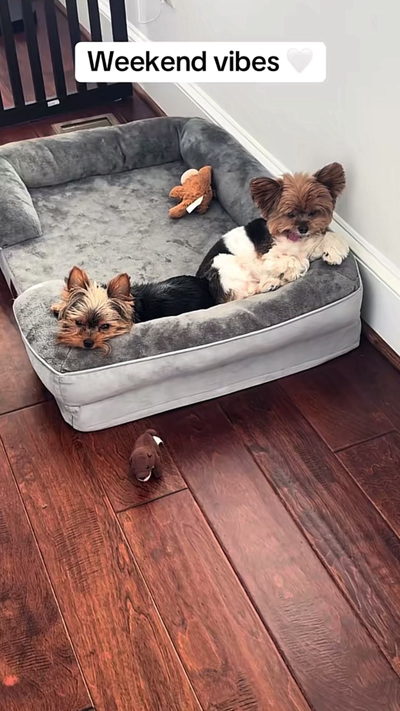 @Yorkies puppies for Adoption