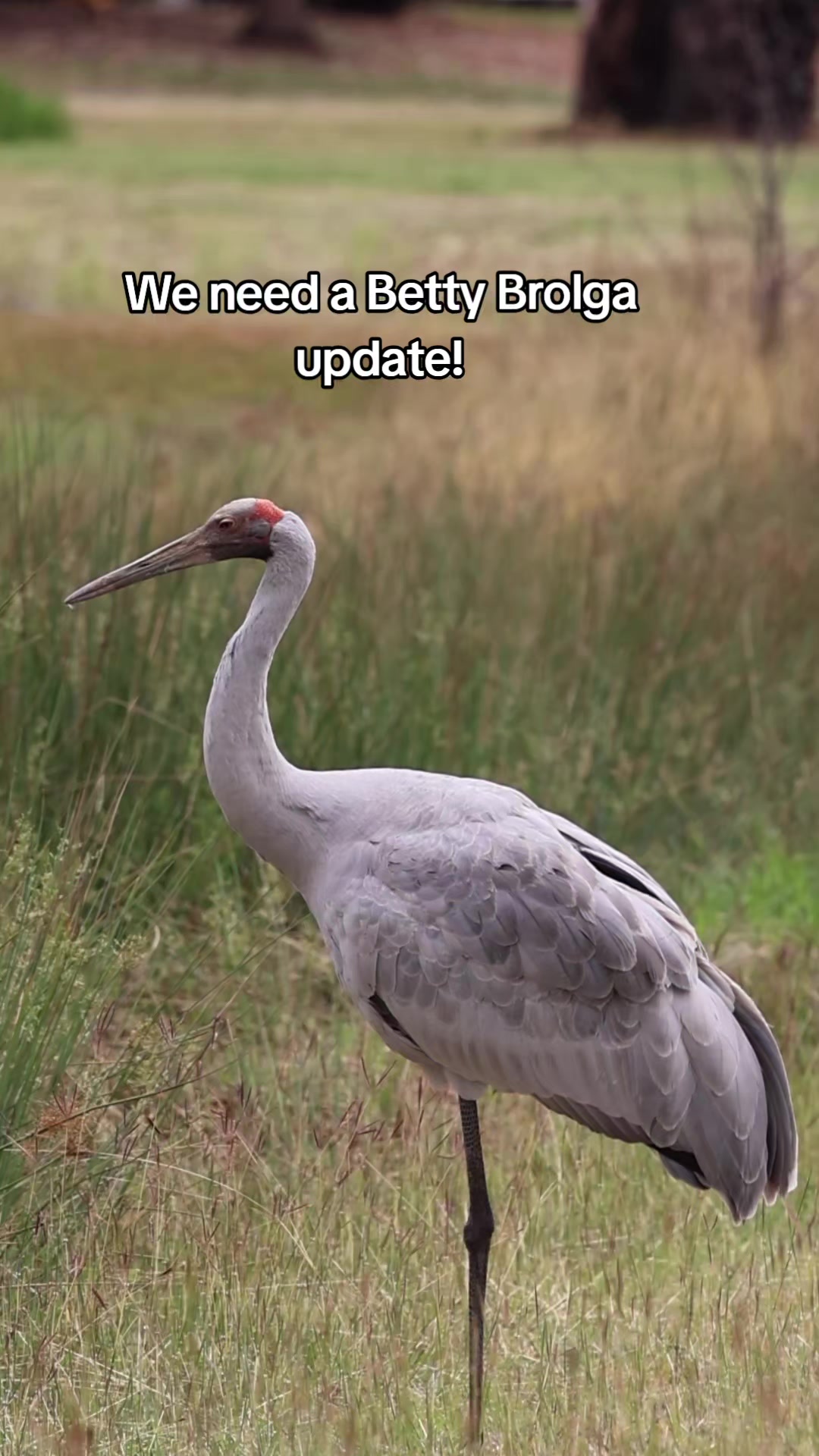 @SM Wildlife