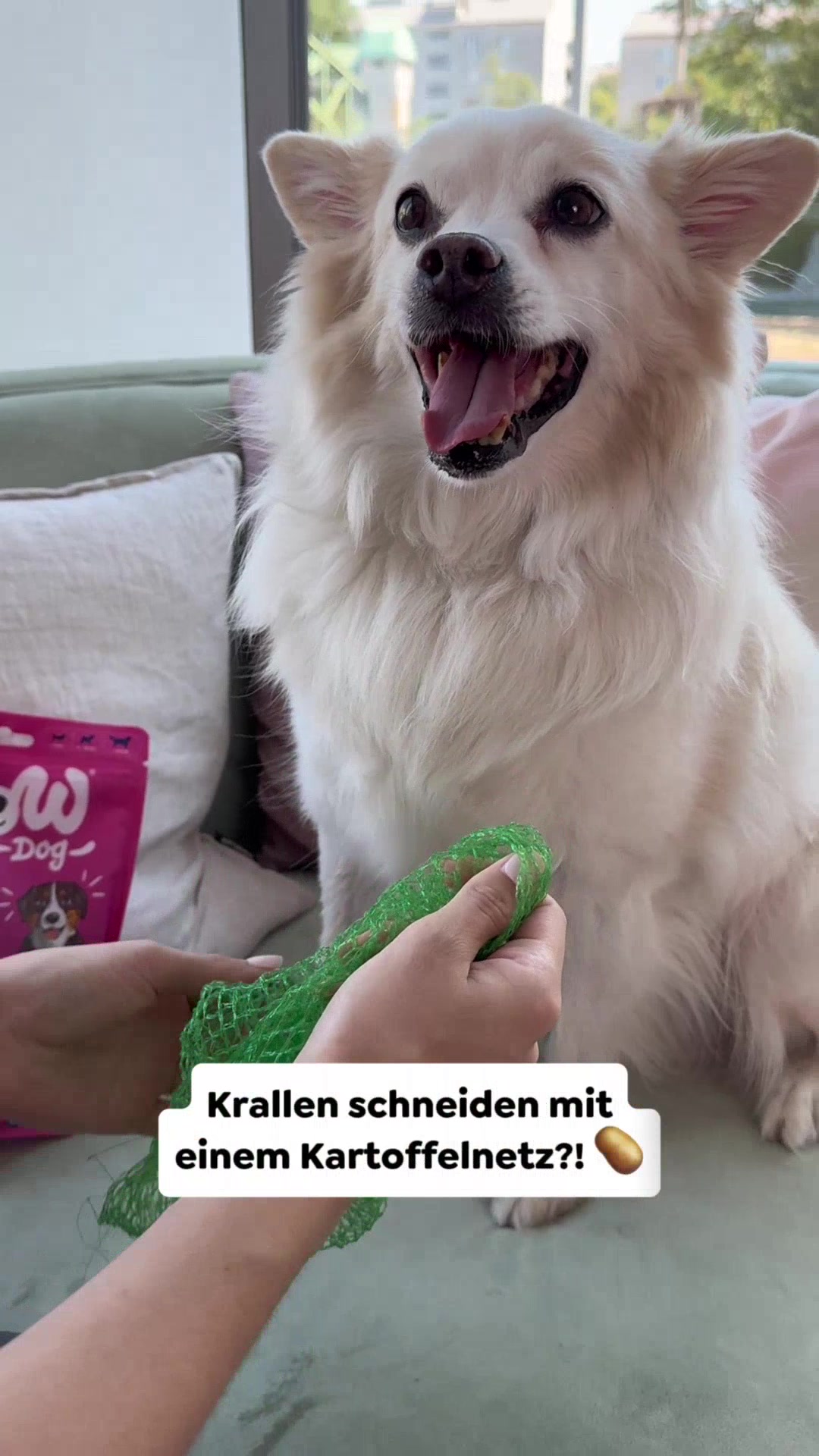 @wow.pet