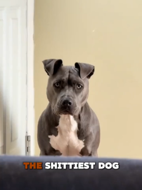 @PawblemsDaily