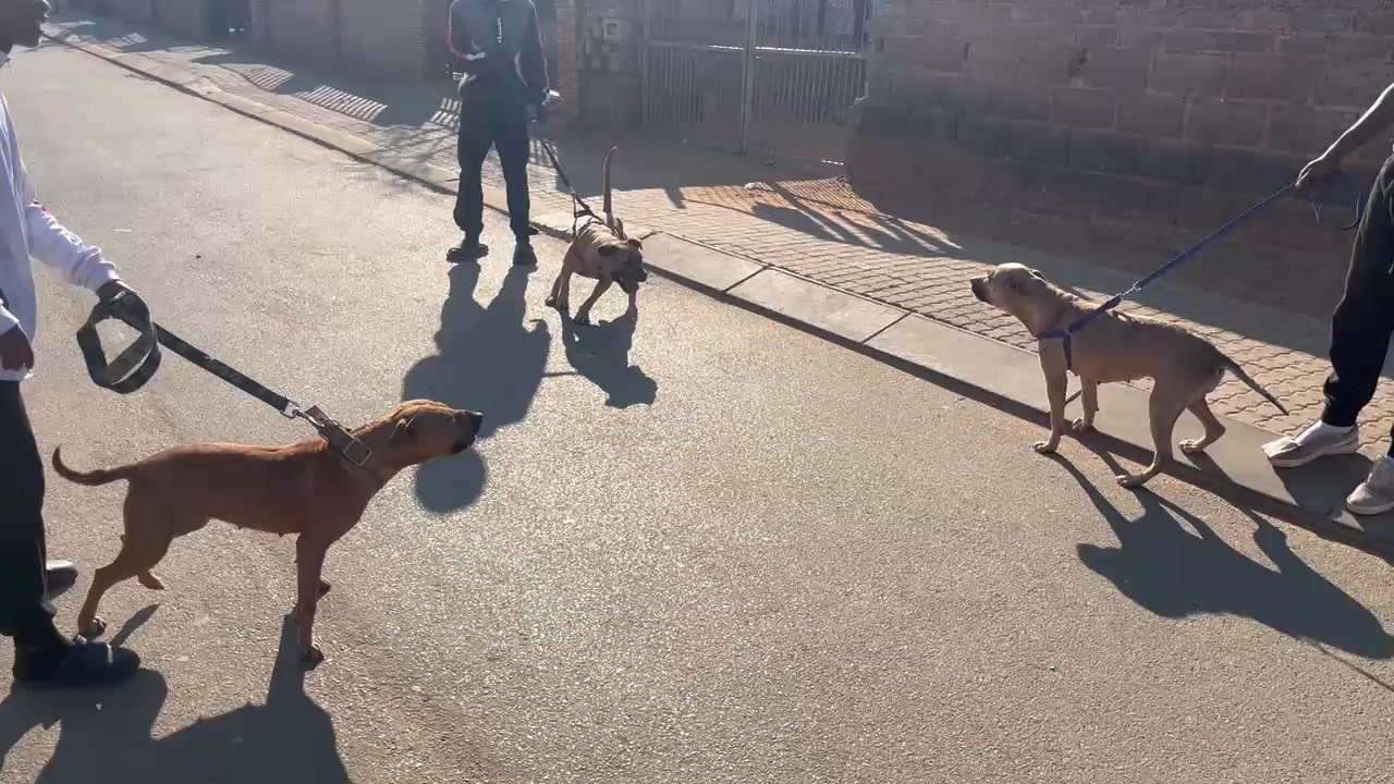 @game dogs apbt