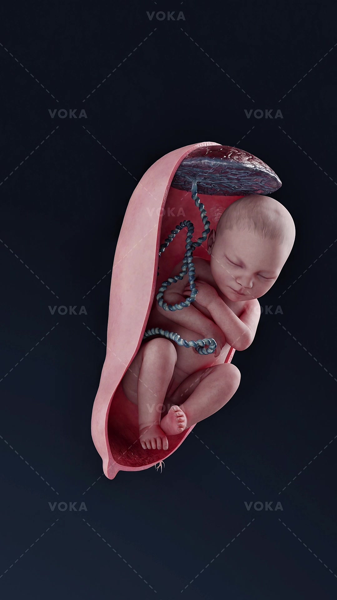 @VOKA 3D Anatomy & Pathology