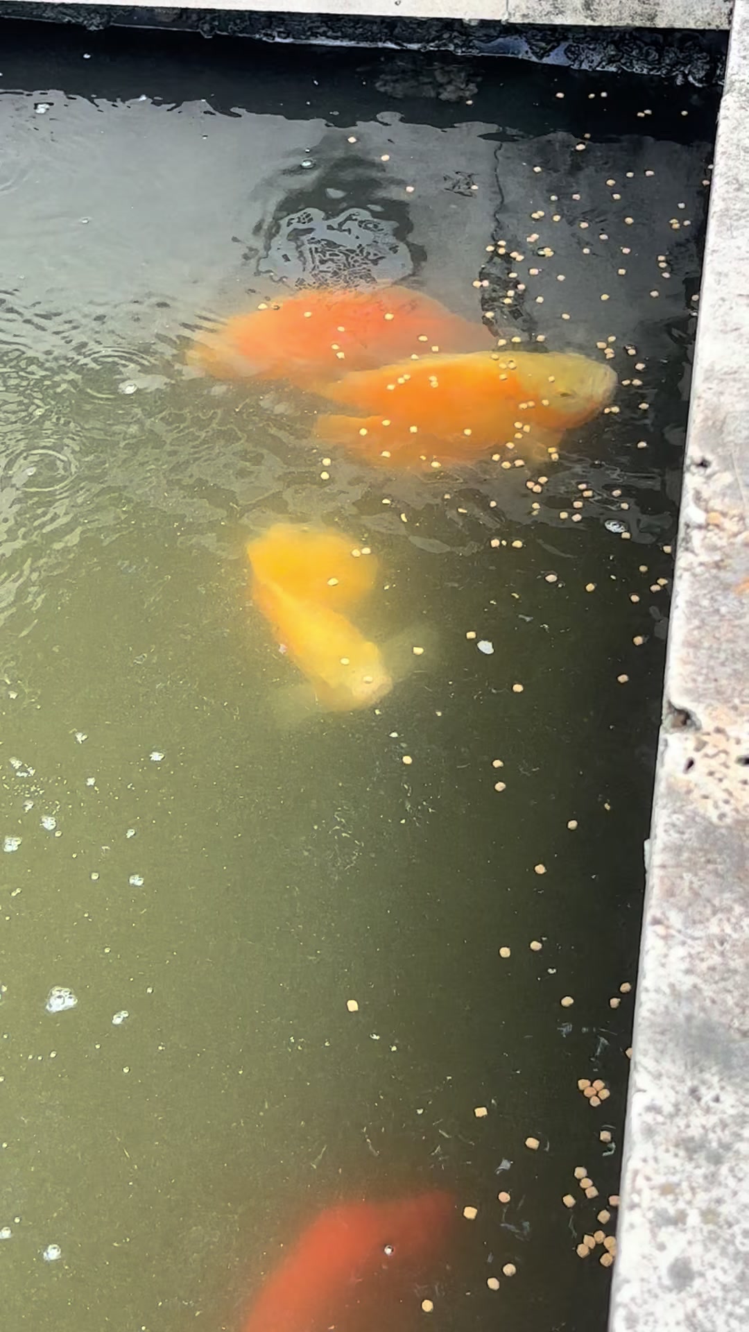 @sadisticbia