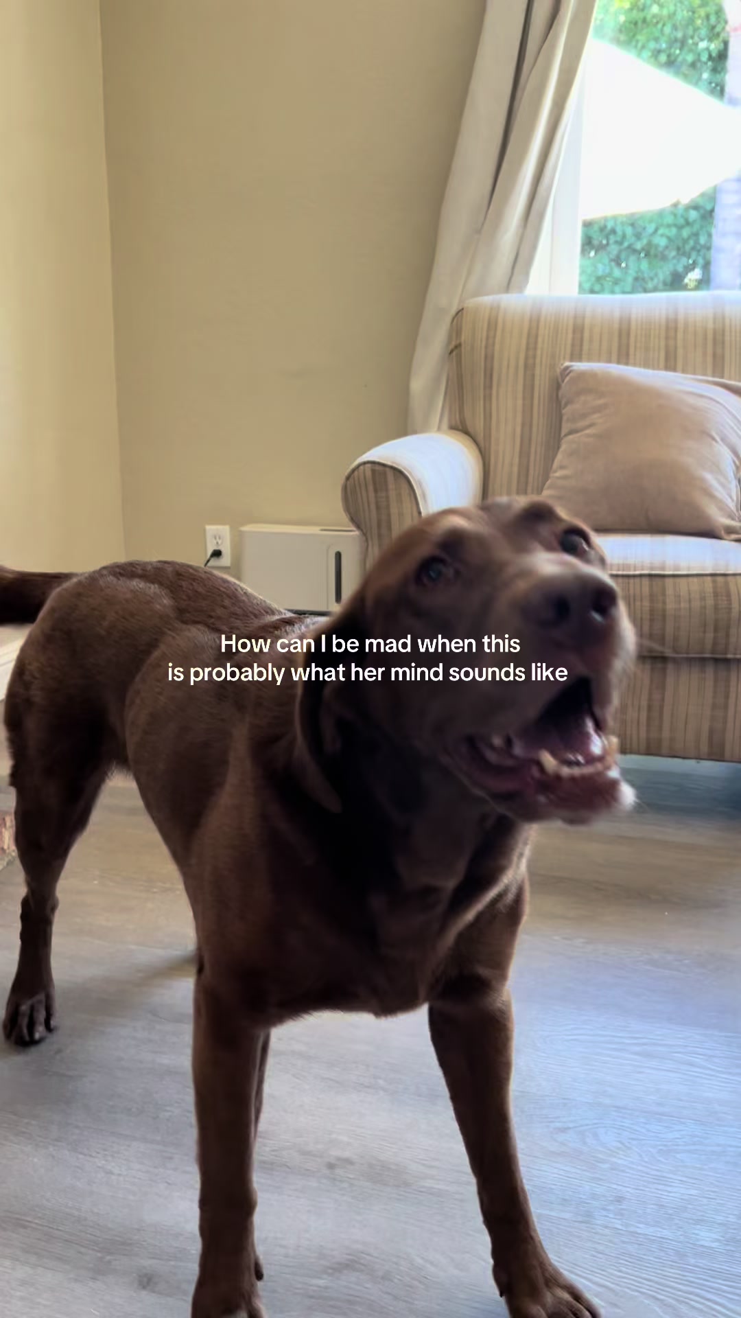 @The Chocolate Chonks 🤎