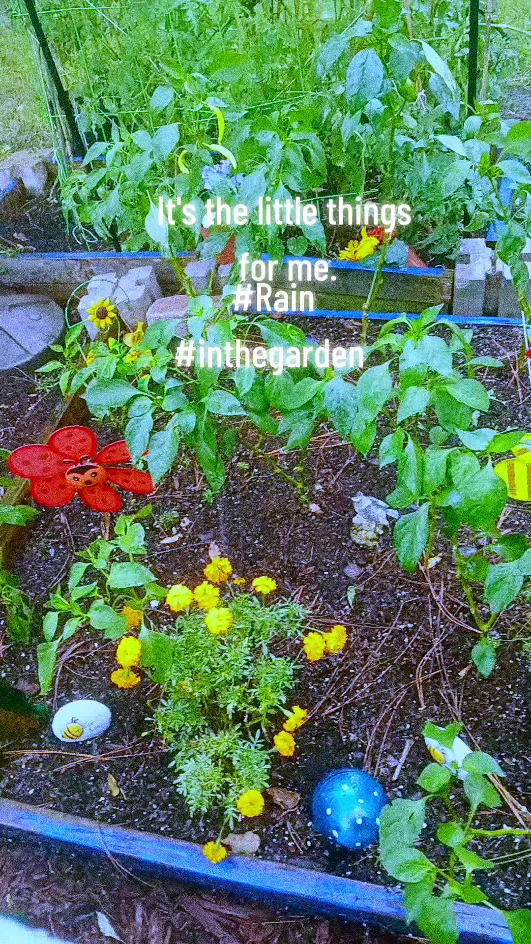@Ronnie's garden🍅🫑🥬🥒🌻🌺