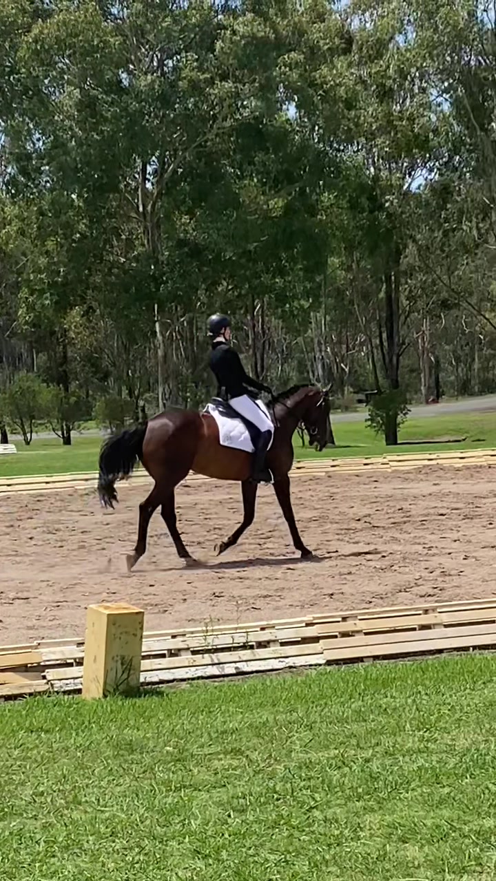 @AR show horses