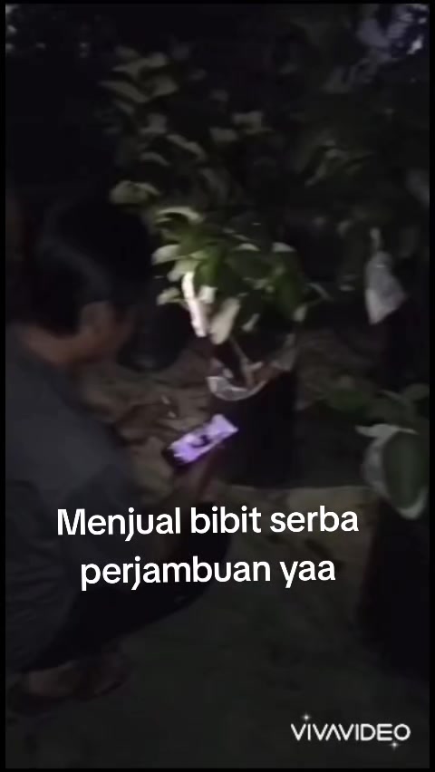 @Bibit khusus samarinda