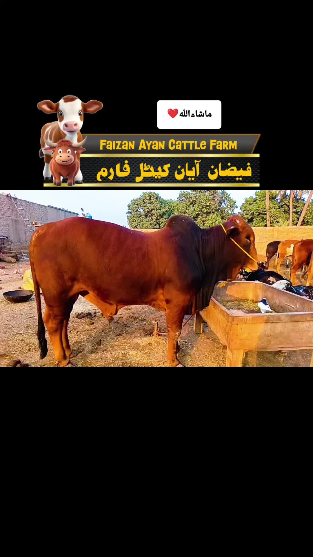 @Faizan Ayan