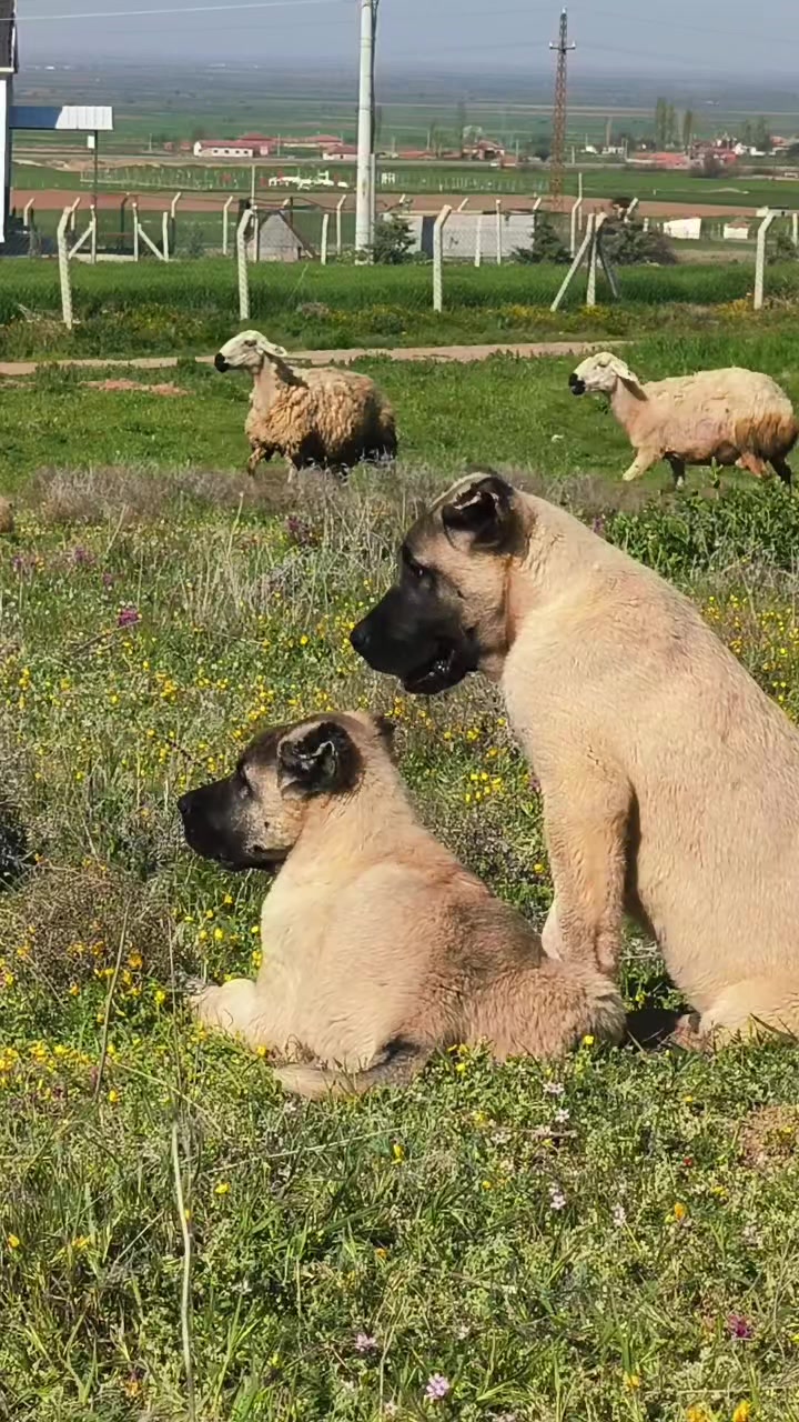 @🔗Aslan🕊️&Ouml;zt&uuml;rk🔗