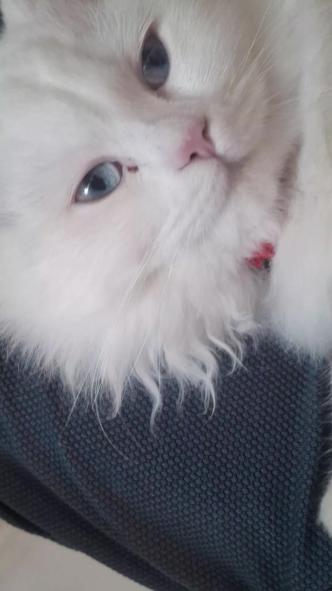 @😺Şila😻Şima😺