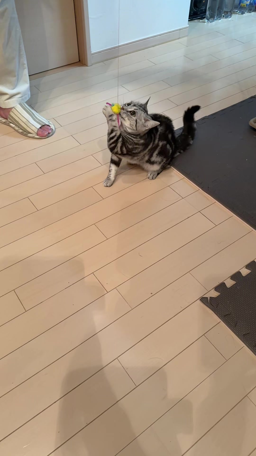 @パンダコンダ