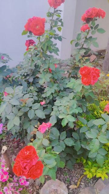 @Sudha Shah