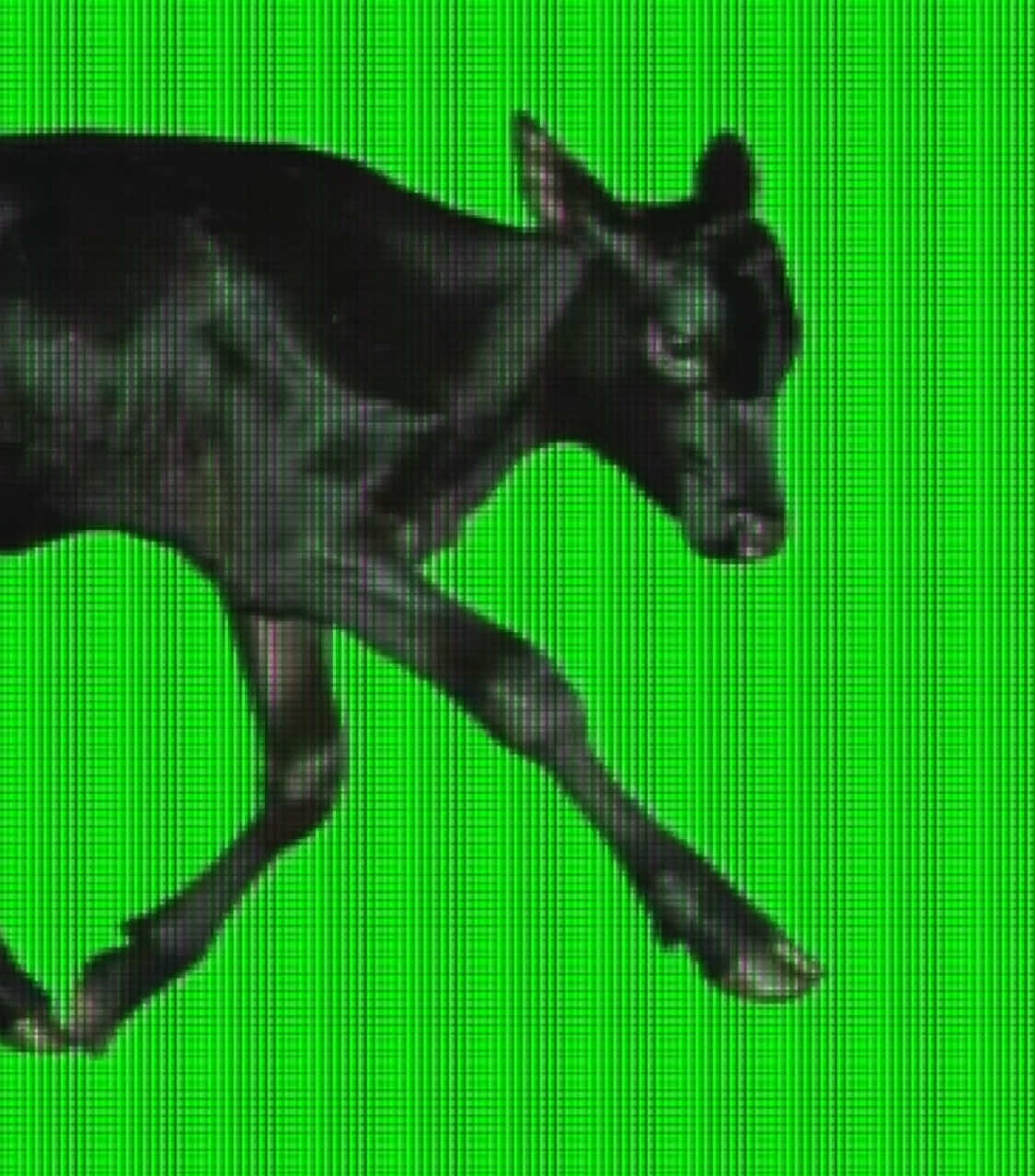 @plastekpet