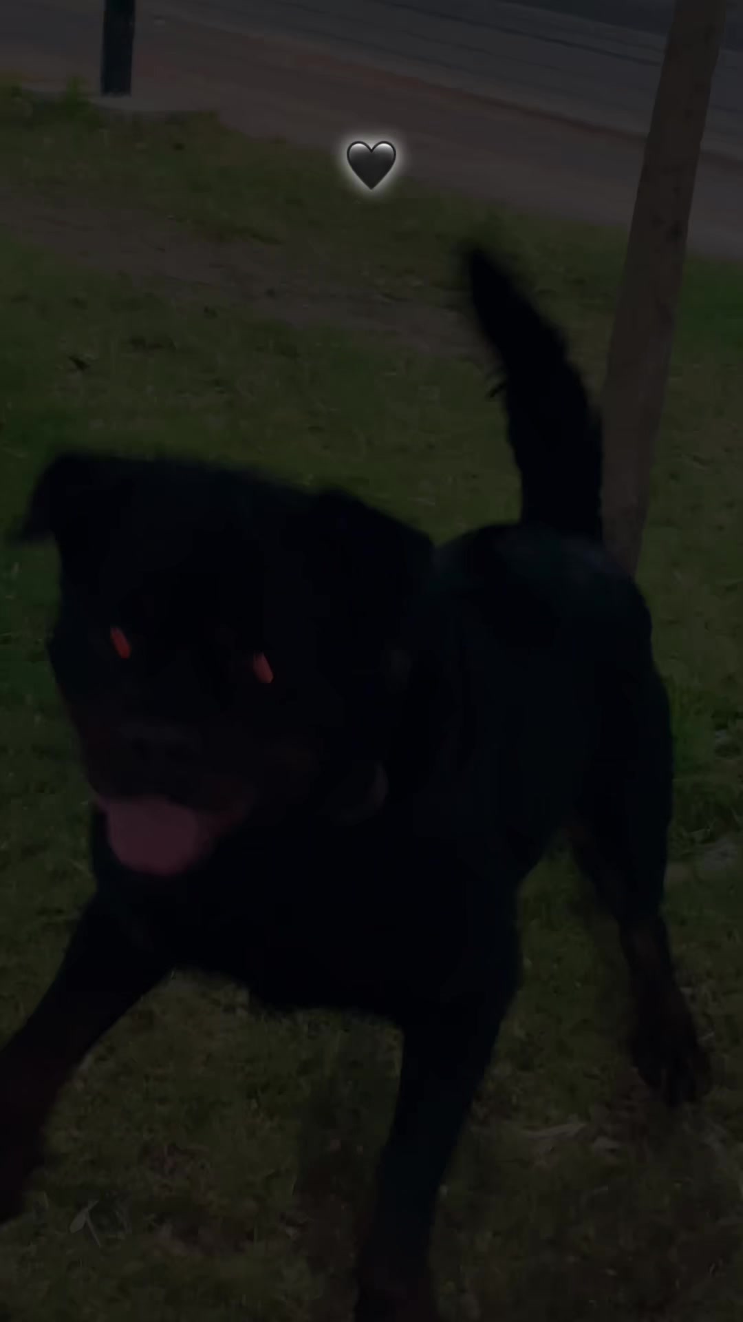 @ℒℴ𝓊𝒶𝒜𝓎 𝒵ℯ𝓇 🐺