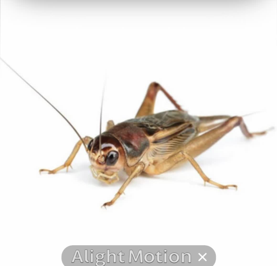 @-M3D1A-