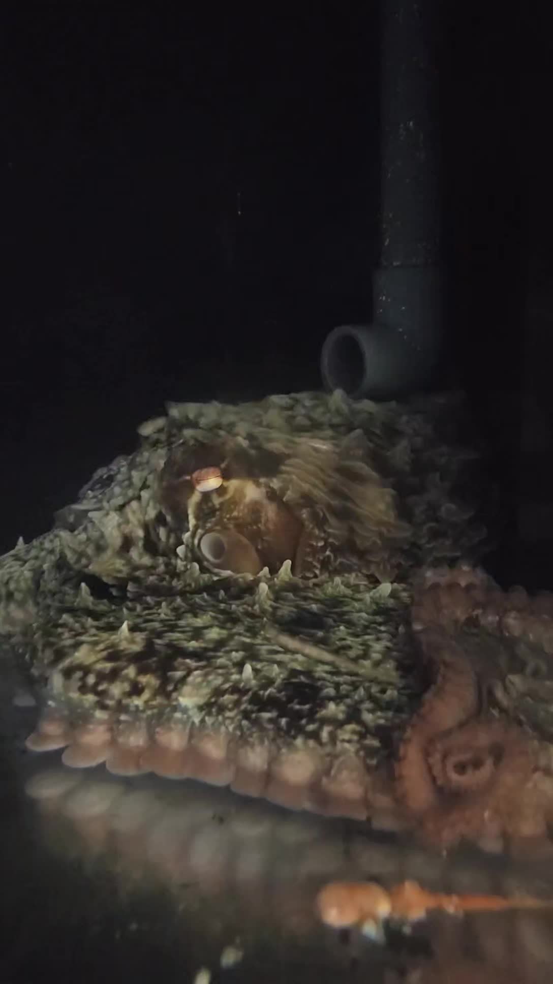 @Cuttle Aquarist