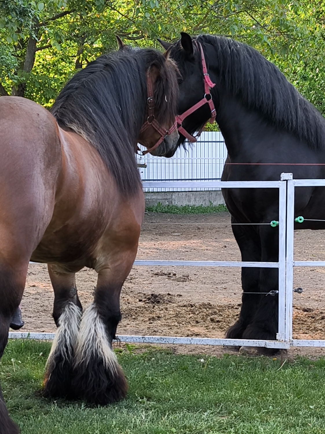 @ВАСЯ БОЙЧУК 🐎