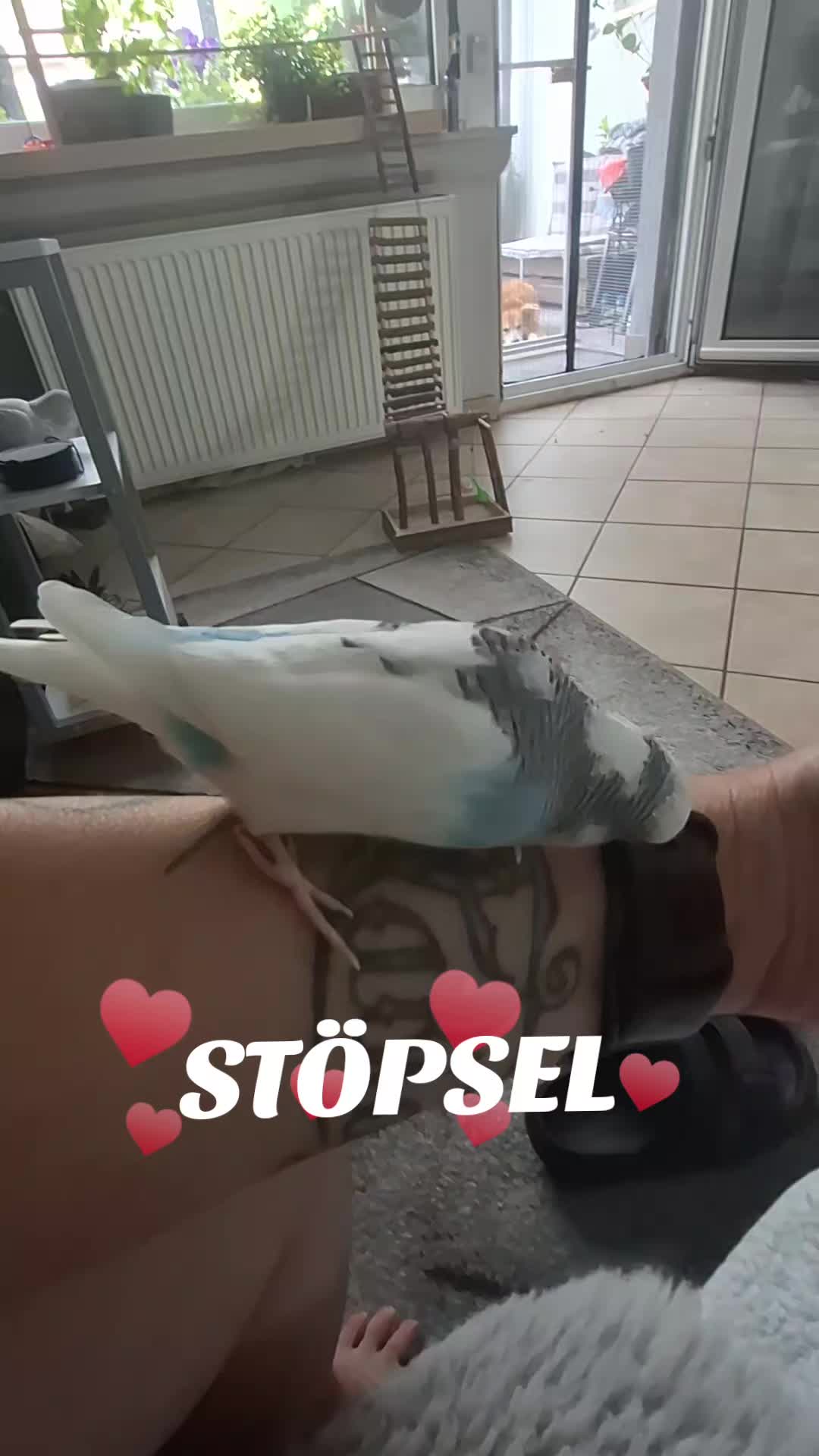 @Bine und die Wellibande