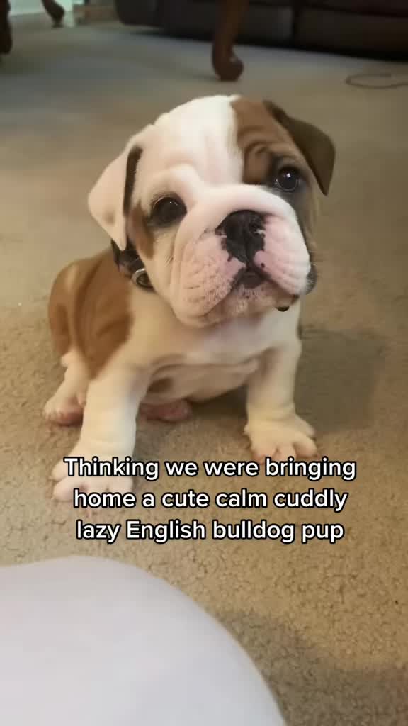 @Stubby The Bulldog