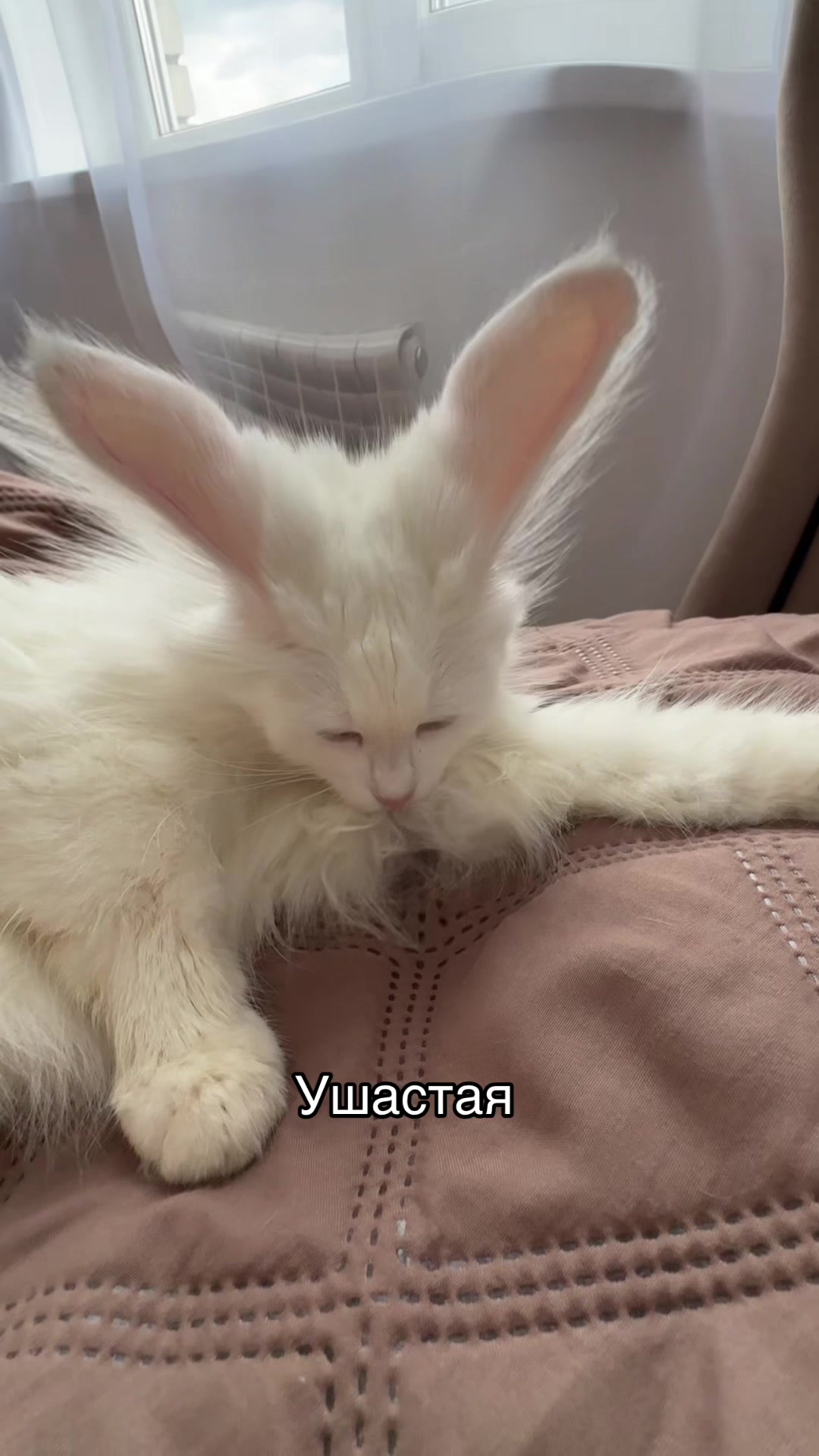 @💗🐰Ласка🐰💗
