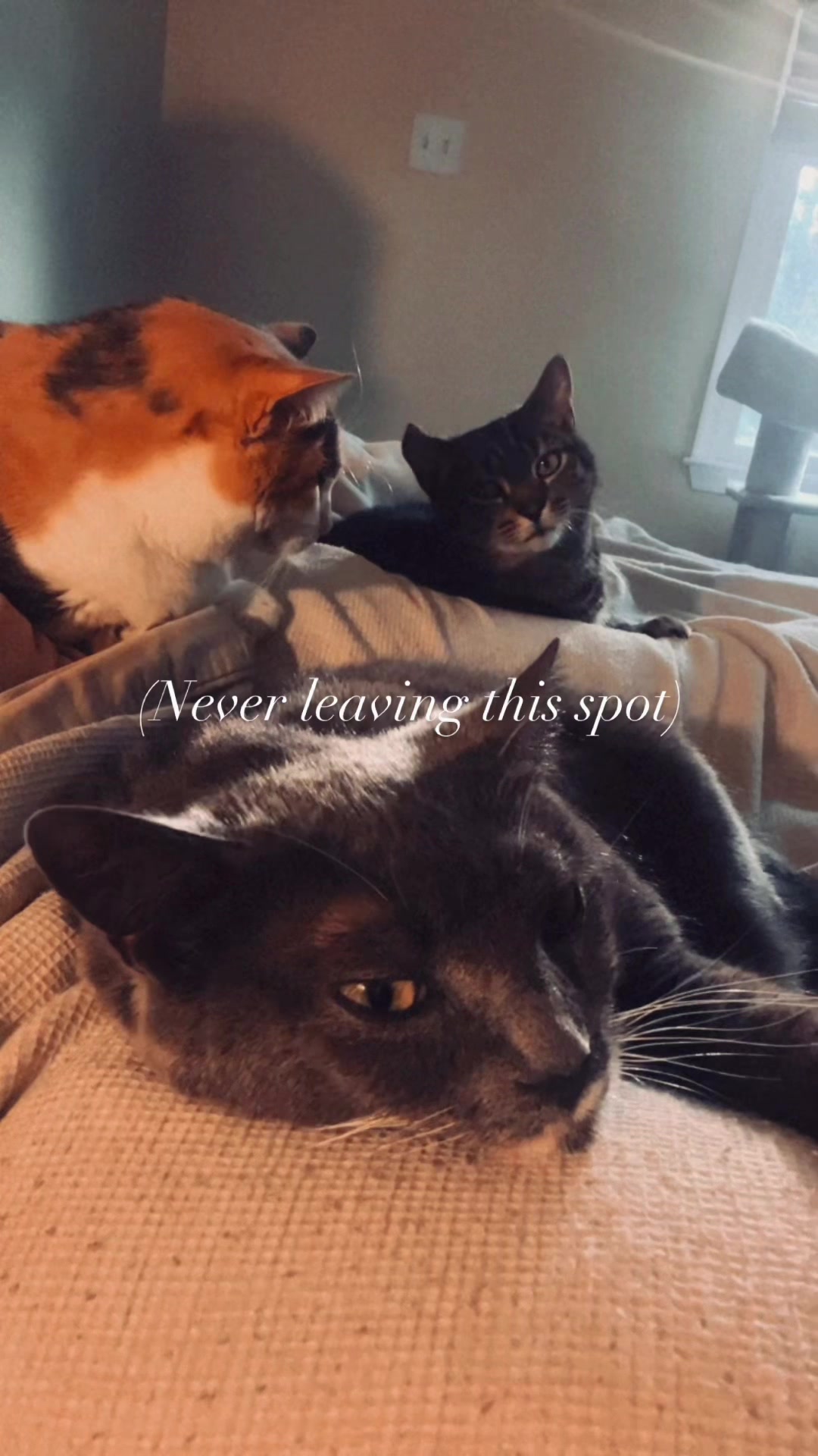@TripawdTrio