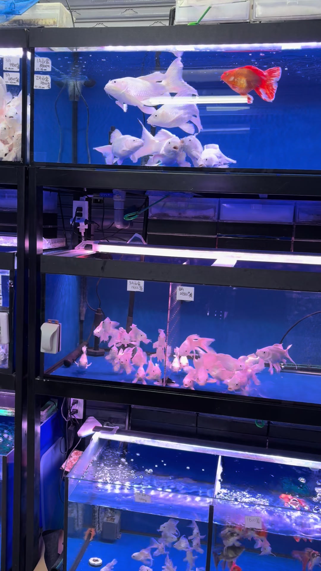 @招財魚水族精品