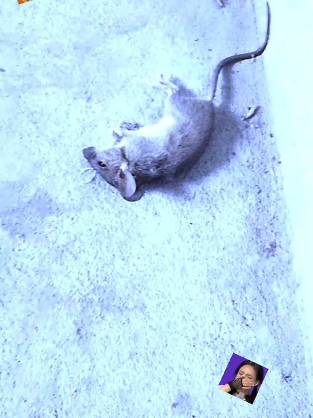 @๐ข๐พ๐ท๐ผ๐ฑ๐ฒ๐ท๐ฎ ๐