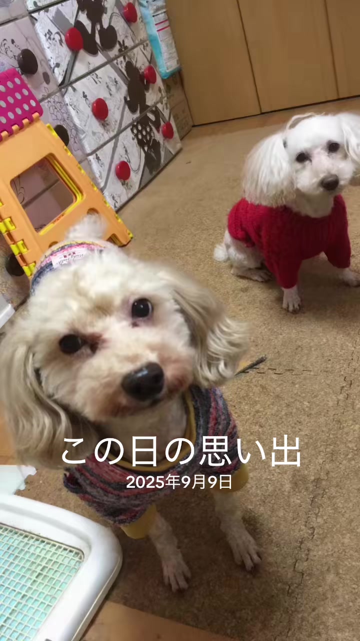 @๐ฉถใซใฃใใใ๐๐๐ฌ