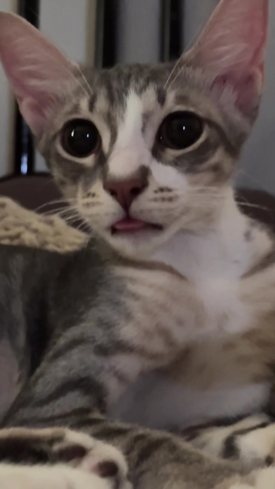 @Lots of cats