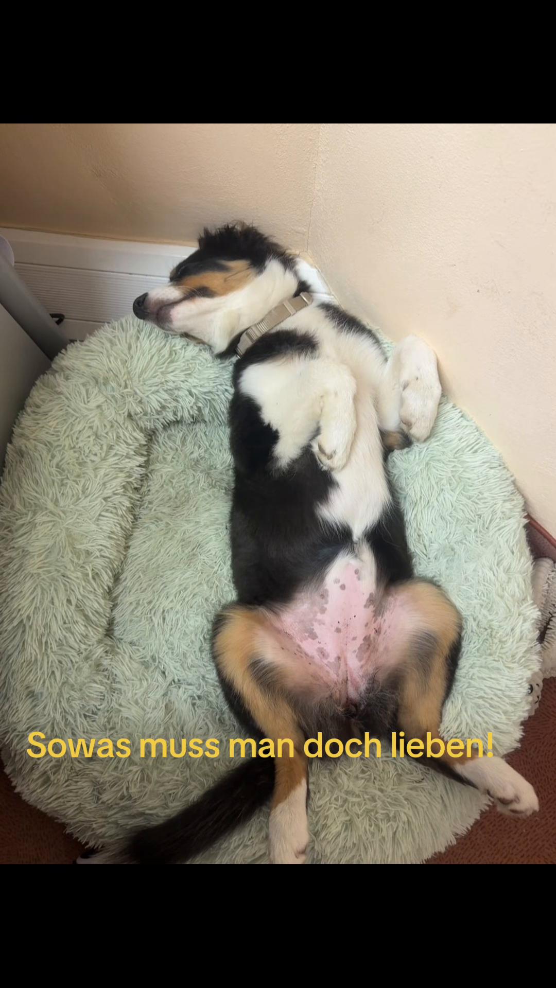 @🐕Di Ana🐕