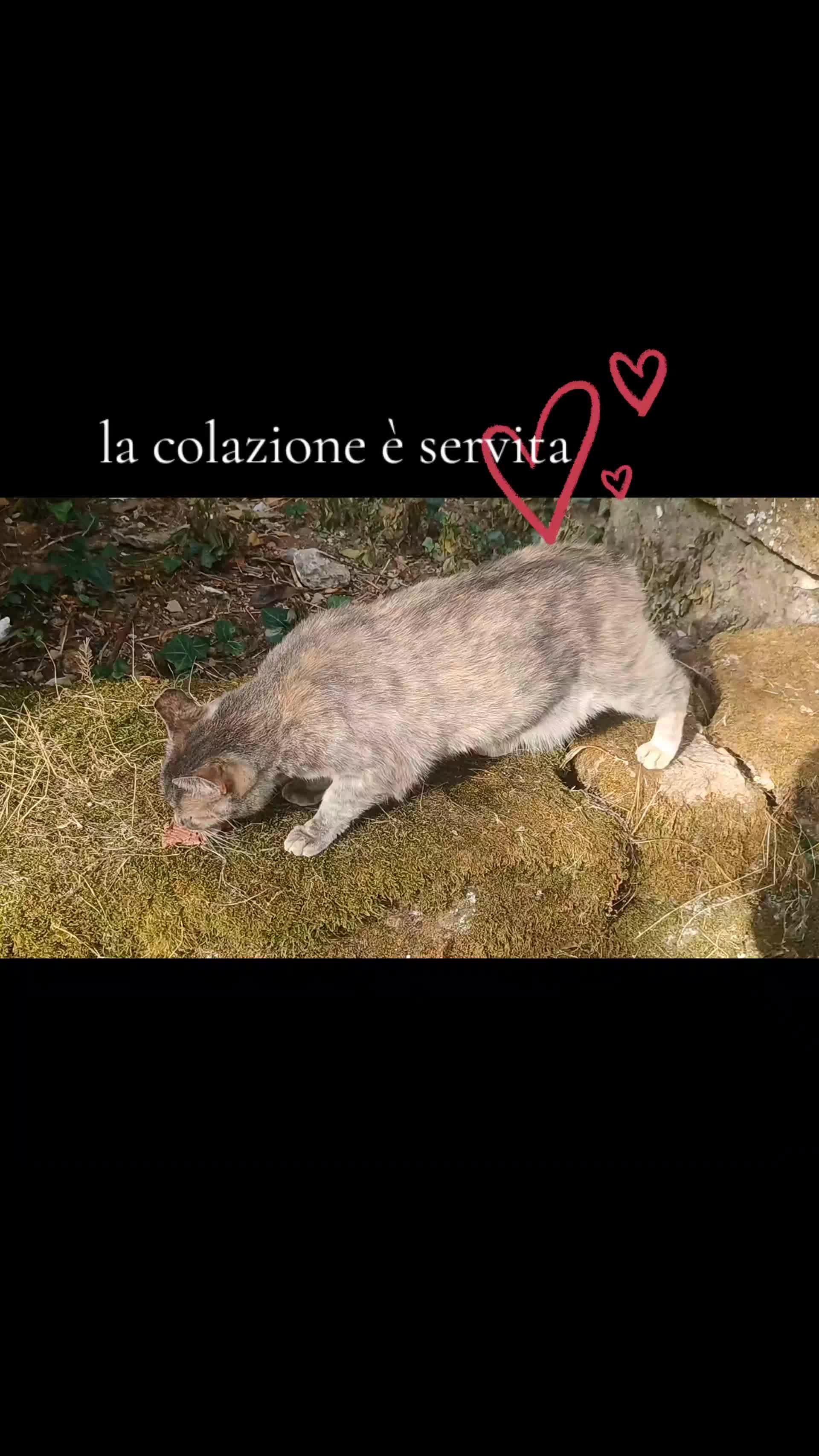 @amica dei gatti