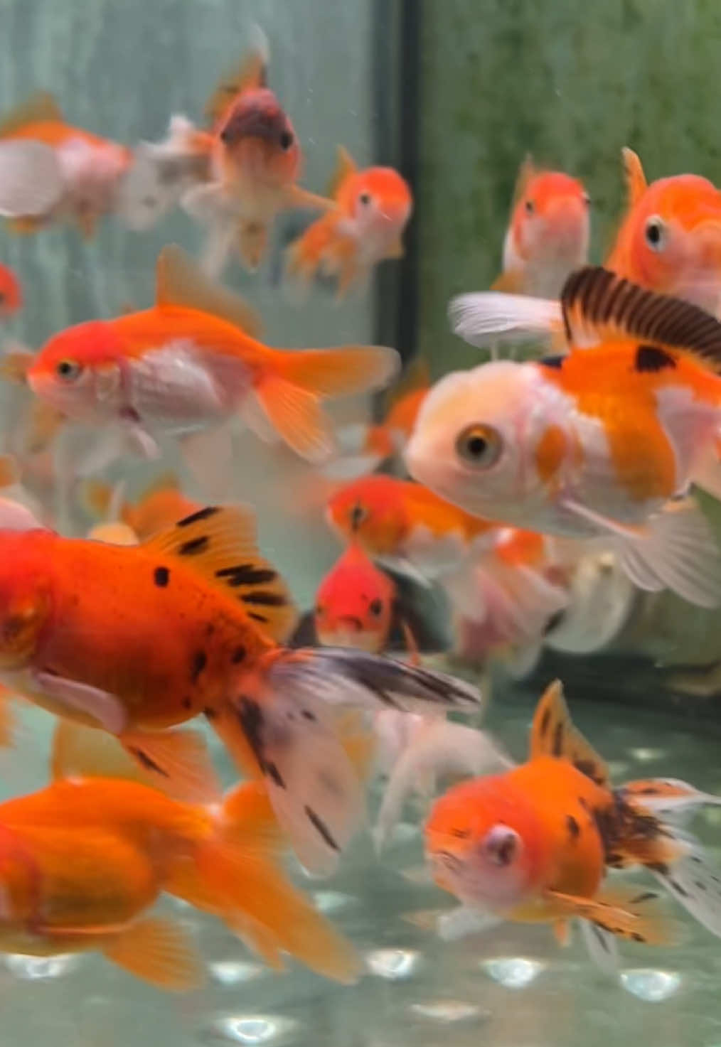 @Fish Ok