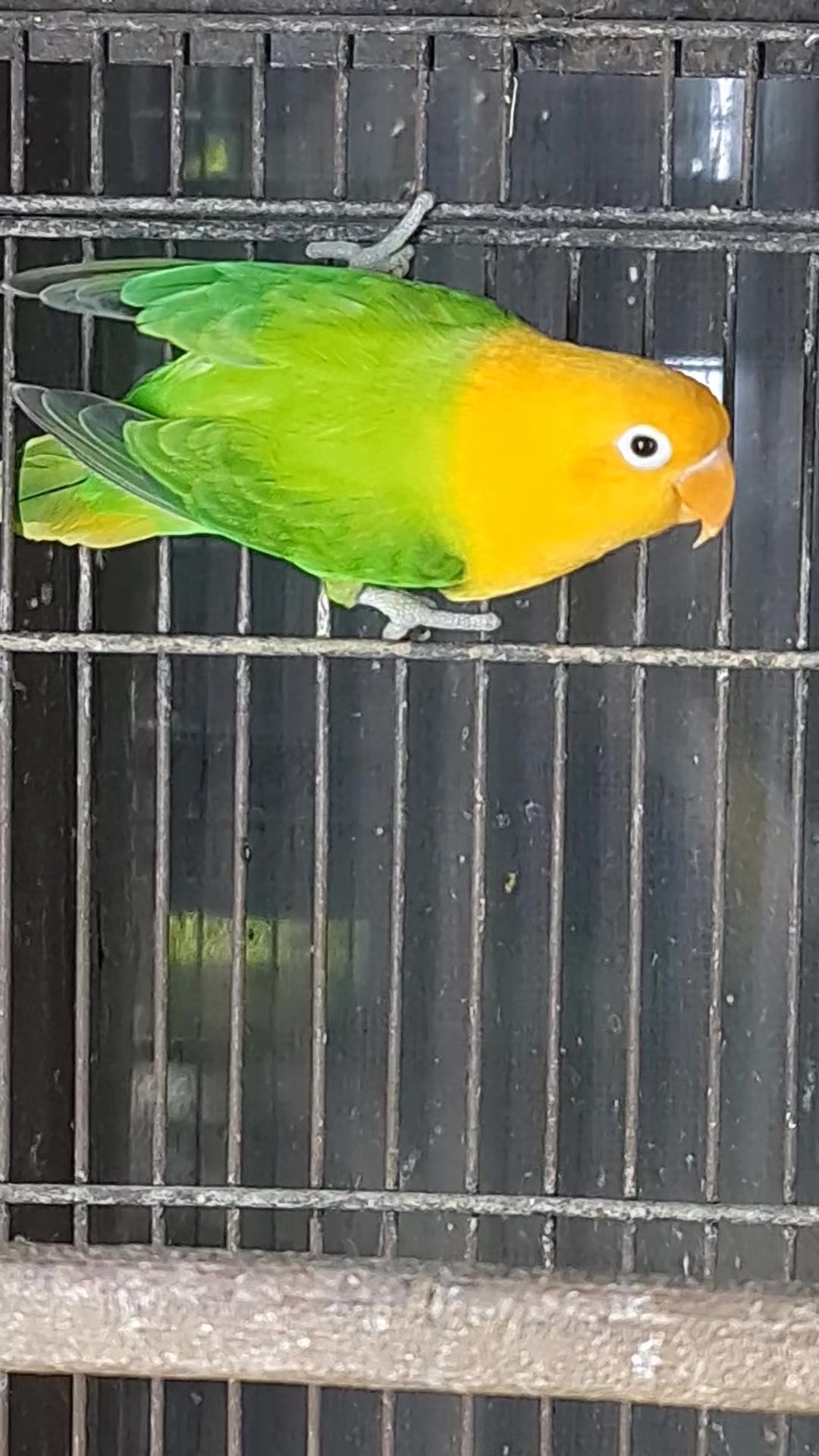 @ROYAL BIRD US
